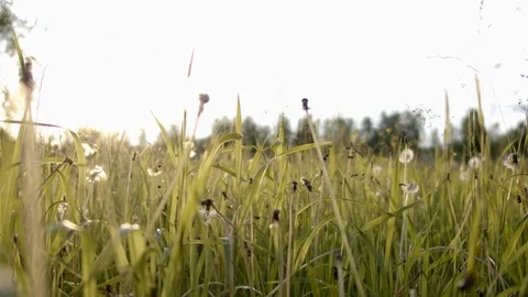 Camera fly through the fresh green grass b roll slow motion Stockbeeldmateriaal 111971543