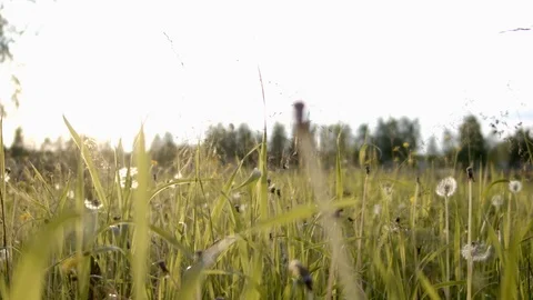 Camera fly through the fresh green grass b roll slow motion Stockbeeldmateriaal 111971562