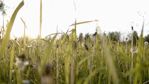 Camera fly through the fresh green grass b roll slow motion Stockbeeldmateriaal 111971581