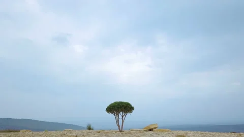 Camera Fly Through the Glass Walls on a Lonely Tree Standing on the Background Stock Footage 97189765