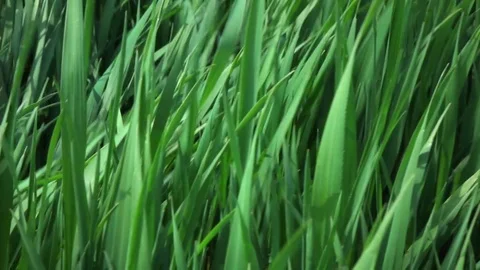 Camera fly through green fresh grass, slow motion Stock Footage 76011878