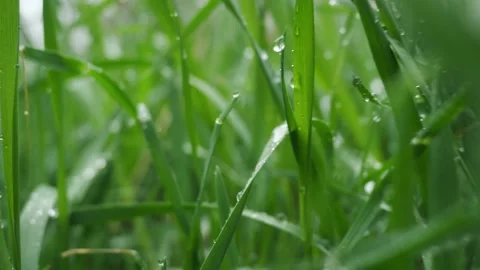 Camera fly through green grass with morning dew drops. Stock Footage 152870113