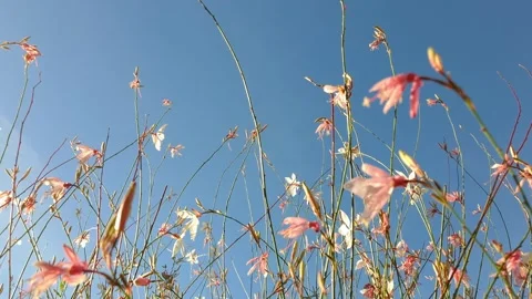 A camera fly-through moving upwards through autumn flowers Stock-Footage 320545990