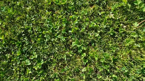 Camera fly through over green grass Stock-Footage 92690389