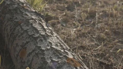Camera flyes over the log, b roll Stockbeeldmateriaal 112759557