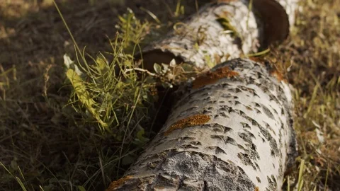 Camera flyes over the log, b roll Video stock 112759572