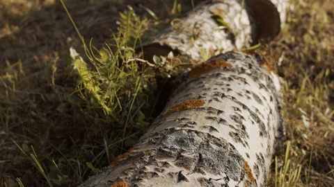 Camera flyes over the log, b roll Stockbeeldmateriaal 112759747