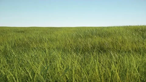 Camera flying on 3D large grass field with Blue Sky in daylight. 4k loop 스톡 동영상 171833585
