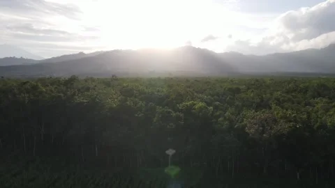 Camera flying above green forest in the morning, drone aerial Stock Footage 211796584