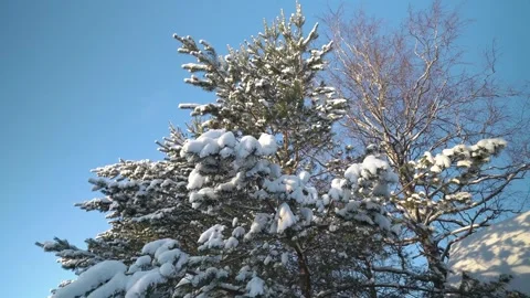Camera flying around snowy tree with a blue sky Video stock 231558988