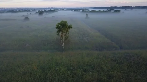 Camera flying around a Tree growing  alone at middle of summer field Stock Footage 91880990