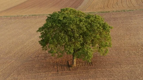 Camera flying around a tree growing alone in the middle of field Stock Footage 114669240