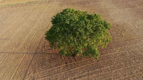 Camera flying around a tree growing alone in the middle of field Stock Footage 114669290