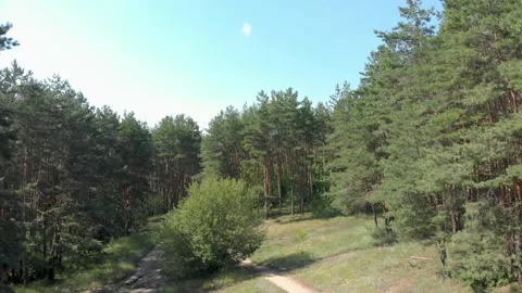 Camera flying away from trees 4K Video stock 202135305
