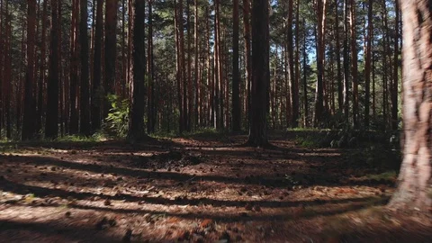 Camera flying to back through pine trees in the forest 動画素材 97747569