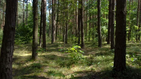 Camera flying forward between trees into the woods Stock Footage 165163606