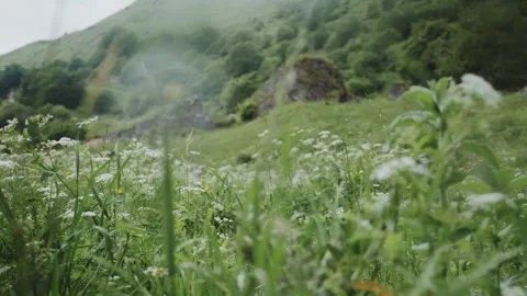 Camera Flying Low Through Green Grass Видео 346457134