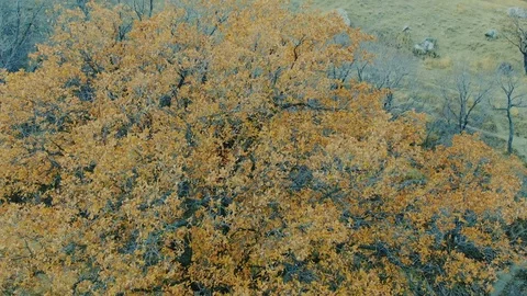 Camera flying out from the yellow oak that stands at a slope of the hill Vibrant Stock Footage 125508073