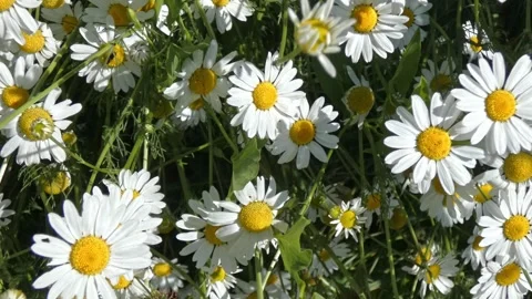 Camera flying over dense field of wild daisies in summer Video stock 329900624