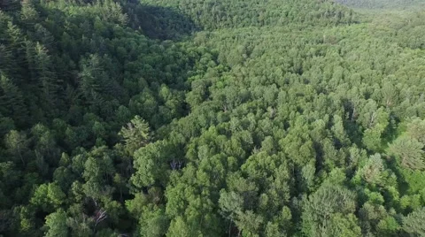 Camera flying over forest 動画素材 52081138