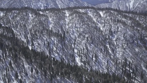 Camera flying over snow capped spruce forest. Winter mountains Stock-Footage 83713940