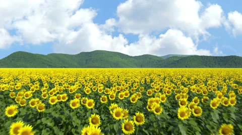 Camera Flying Over Sunflower Field, Seamless Loop Video stock 37404748