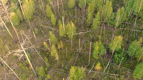 Camera flying over trees growing at the site of forest fire. Fallen tree trunks. Stock Footage 138254618