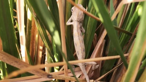 Camera flying over a very little chameleon standing in the grass Stock Footage 102511207