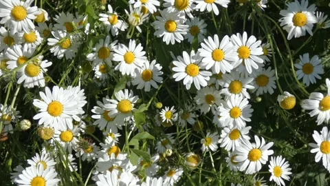 Camera flying over wild daisy flowers in dense summer field Stock Footage 329399589