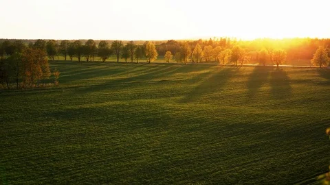 Camera flying through the branches at sunset. Summer nature. Slow motion. Stock Footage 108727264