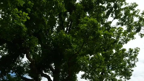 Camera flying through the expansive green foliage of a majestic oak tree Stock Footage 317198805