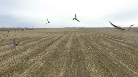 Camera flying through a flock of geese. Stock Footage 164466775