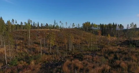 Camera flying through the logged land. Plot of felled forest with cleared earth. Vídeos de archivo 82170727