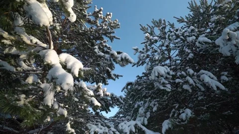 Camera flying through the snow pine branches Video stock 230916626