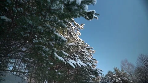 Camera flying through snowy trees Video stock 231558961