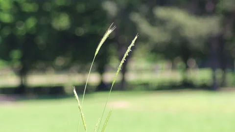 Camera focus in the park - 4k - ProRes Vídeos de archivo 153858089