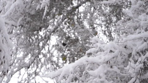 Camera Focus Pull to Bird Sitting on Snow Covered Branch – Slow Motion Video stock 315897356
