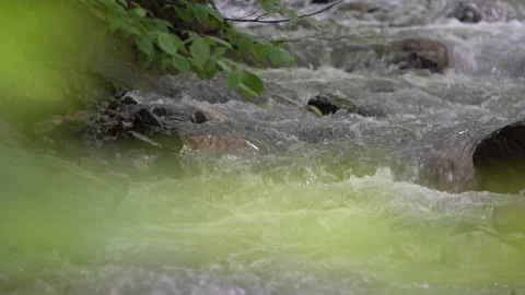 Camera Focus Shift from Leaves to Flowing Stream Stock Footage 310829026