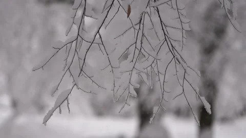 Camera Focus Shift from Snowy Trees to Branch in Winter Forest Video stock 315893824