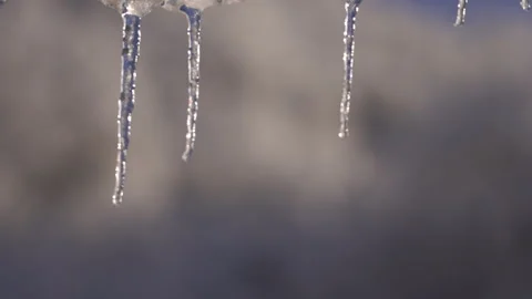 Camera Focus Shift from Snowy Trees to Hanging Icicles Stock Footage 315901785