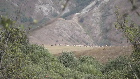 Camera Focus Shift from Tree to Herd Grazing at Mountain Foot Stock Footage 317889995