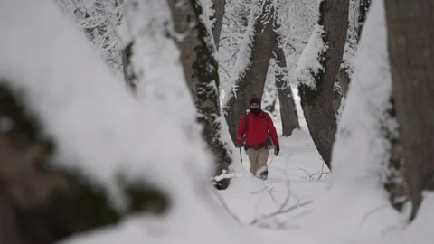 Camera Focus Shift from Tree Trunk to Hiker in Snowy Forest Stock Footage 315894435