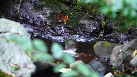 Camera Focus Shifting from Branch to Water Video stock 313346876