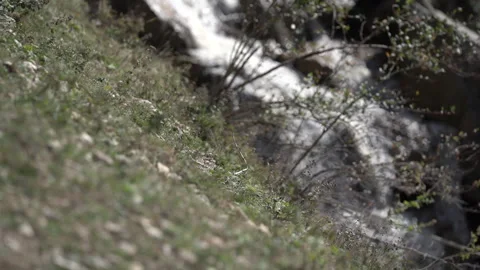 Camera Focus Shifting from Grass to Mountain Stream Video stock 318844614