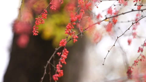 Camera Focus Shifting from Tree to Barberry Berries Stock Footage 318911819