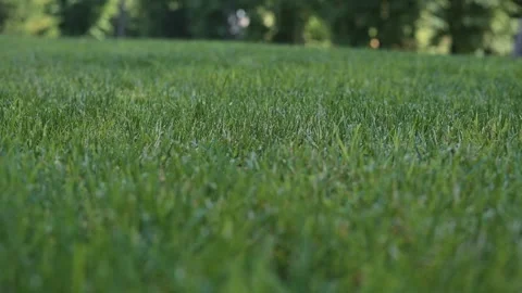 The camera focuses on a green field with grass swaying gently. Natural light Stock Footage 344526324