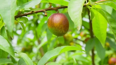 Camera focuses on the nectarine on a tree branch among foliage Stock Footage 75283217