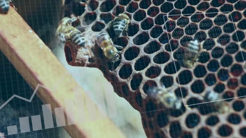 Camera focusing on comb edge, worker bees approaching landing probing raised Stock Footage 333602530