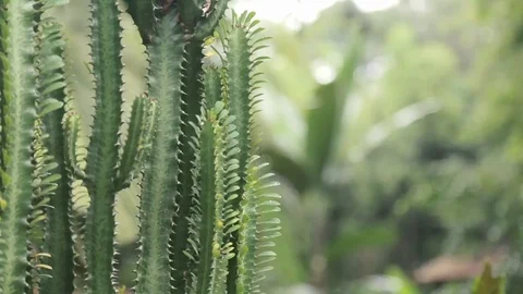 Camera focusing shot on a cactus tree Stock Footage 81507512