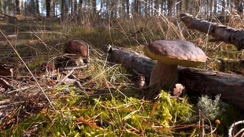 Camera fokus on boletus in the forest Video stock 116562973